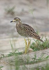 Spotted Thick-knee